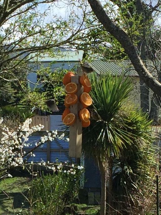 Union Street Hideaway Appartement Waihi Buitenkant foto